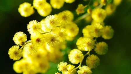 MİMOZALAR ADADAN (öykü) – Mahir Ulaş Yeşil